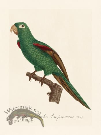 Barraband Parrot 014